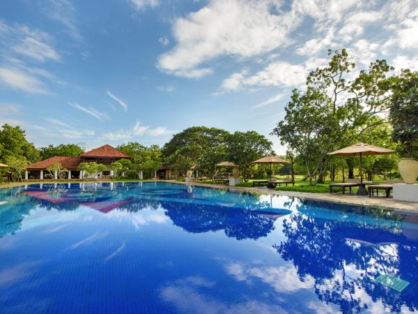 Swim with Blue Whale and safari in Sri Lanka