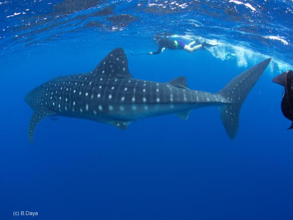 Swim with Blue Whale and safari in Sri Lanka