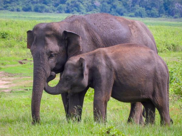 Swim with Blue Whale and safari in Sri Lanka