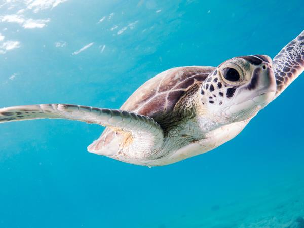 Swim with Blue Whale and safari in Sri Lanka