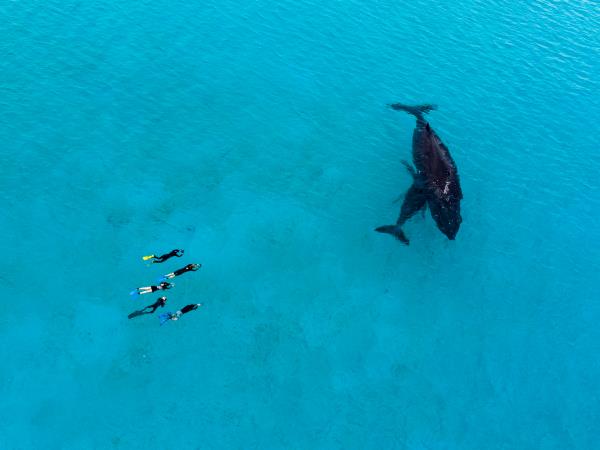 Tonga humpback whale swimming tour