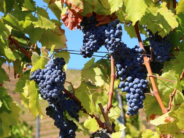 Douro Valley self guided walking vacation in Portugal