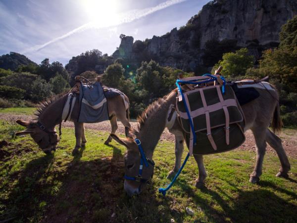 Trekking with donkeys in Sardinia