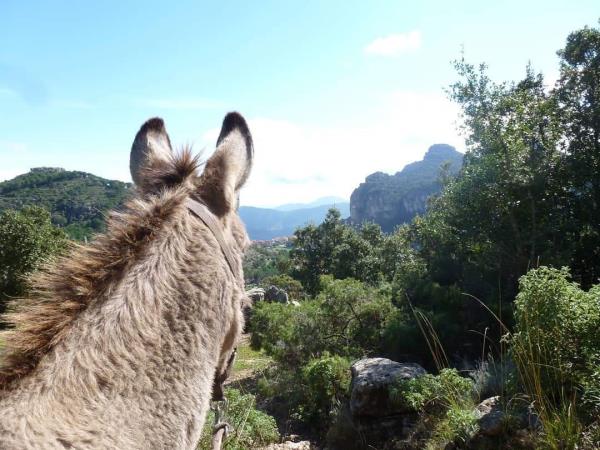 Trekking with donkeys in Sardinia