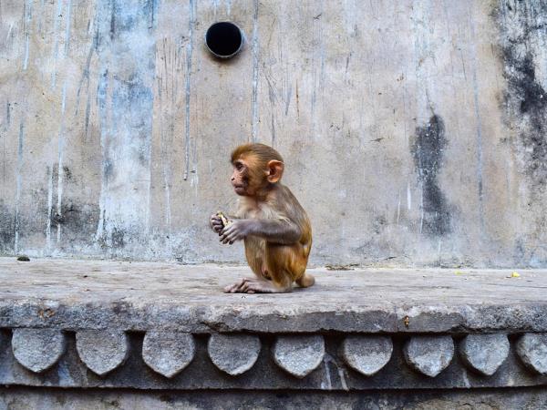 India private Golden Triangle tour