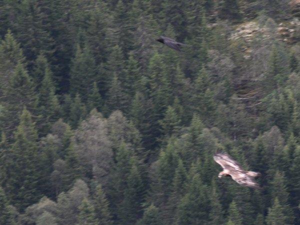 Norway wildlife and wilderness tour