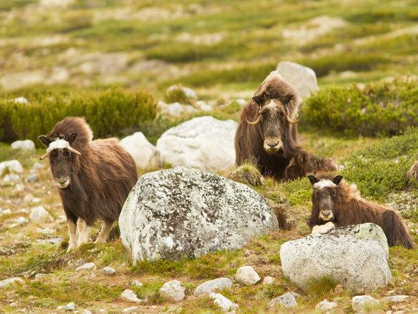 Norway wildlife and wilderness tour