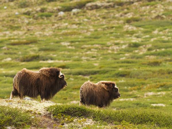 Norway wildlife and wilderness tour