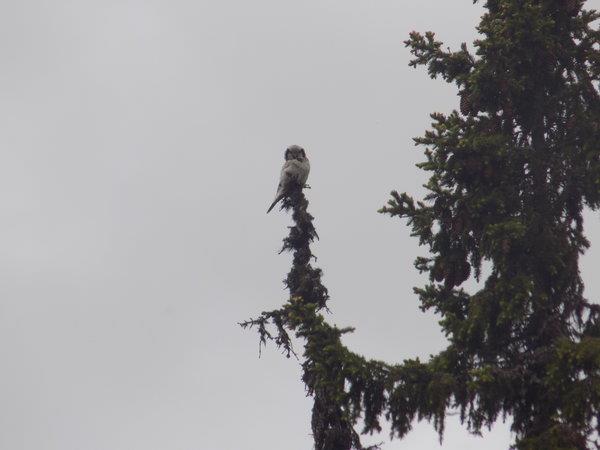 Norway wildlife vacation, walking safari