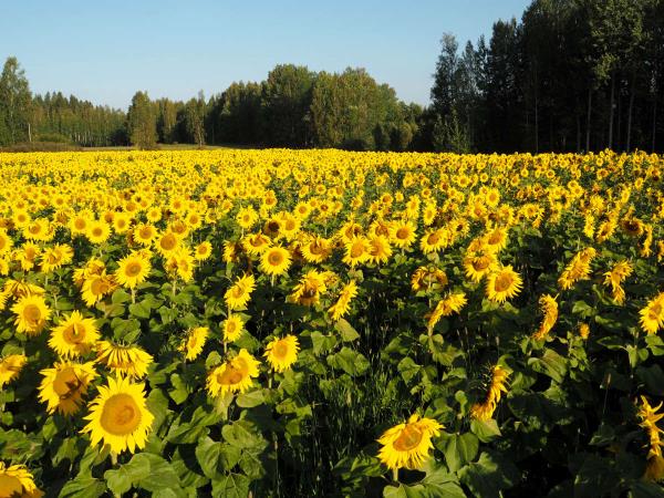Finland cycling vacation Helsinki to Tampere
