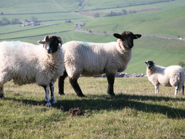 The Dales Way walking vacation in England