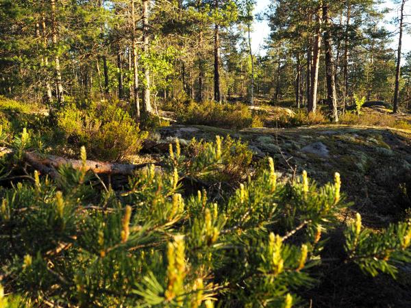 Finland activity vacation in Nuuksio National Park