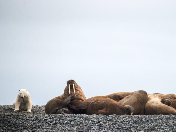 Northern Sea Route expedition cruise, 19 days
