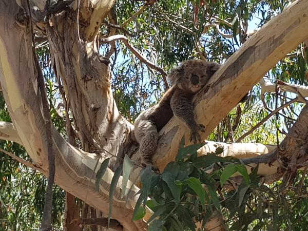 Melbourne to Adelaide private 3 day tour