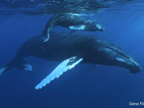 Swim with whales in the Dominican Republic