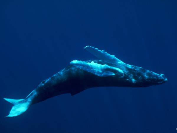 Swim with whales in the Dominican Republic