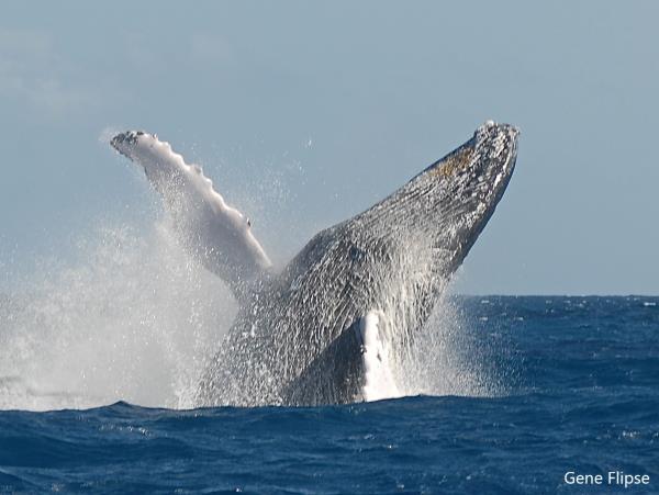 Swim with whales in the Dominican Republic