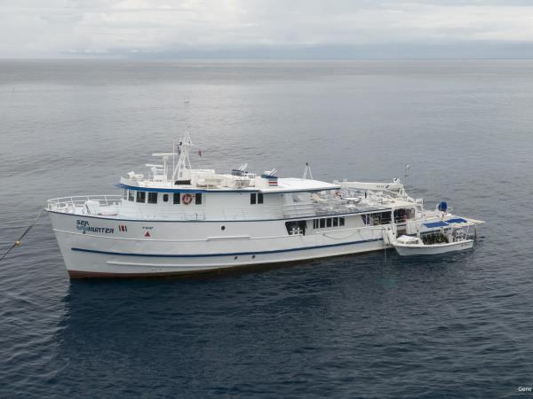 Swim with whales in the Dominican Republic