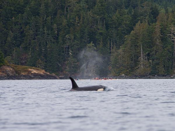 Johnstone Strait kayaking tour in Canada