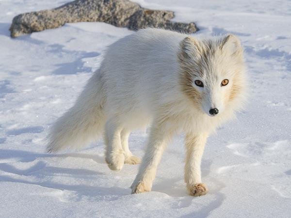 Greenland photography tour, Uummannaq & Ilulissat