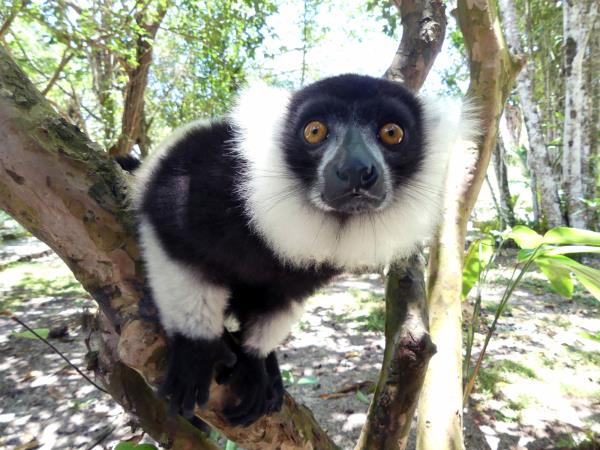 Madagascar wildlife vacation with zoologist guide
