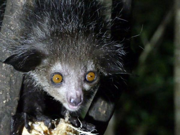 Madagascar wildlife vacation with zoologist guide