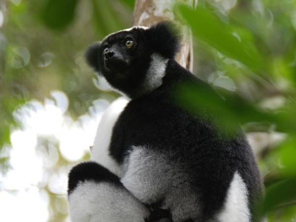Madagascar wildlife vacation with zoologist guide