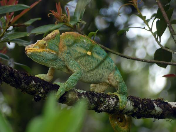 Madagascar wildlife vacation with zoologist guide