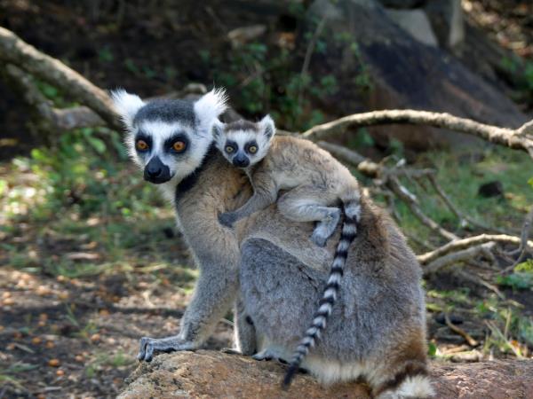 Madagascar wildlife vacation with zoologist guide