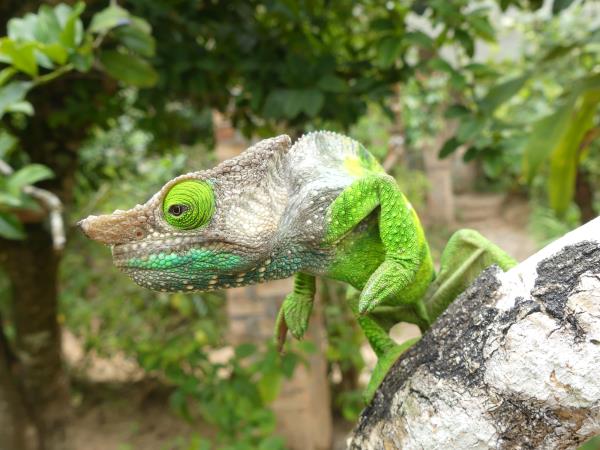 Madagascar wildlife vacation with zoologist guide