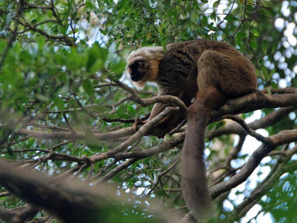 Madagascar wildlife vacation with zoologist guide