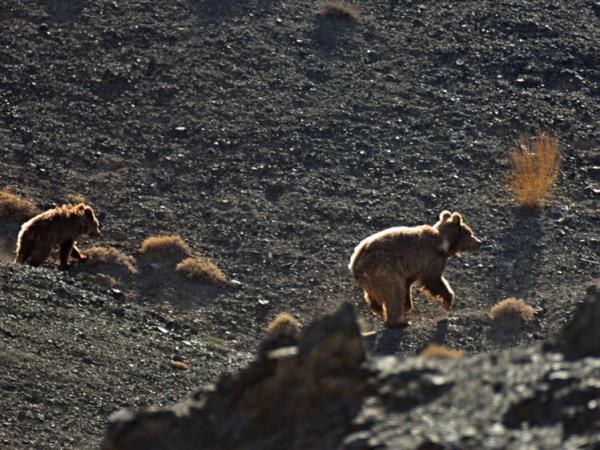 Snow leopard and wildlife vacation in China