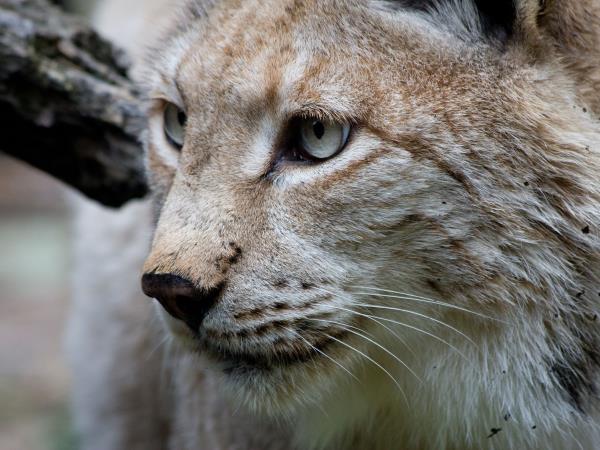 Snow leopard and wildlife vacation in China