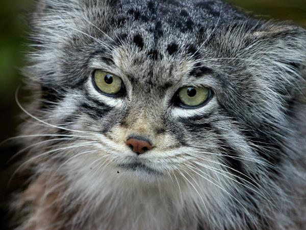 Snow leopard and wildlife vacation in China