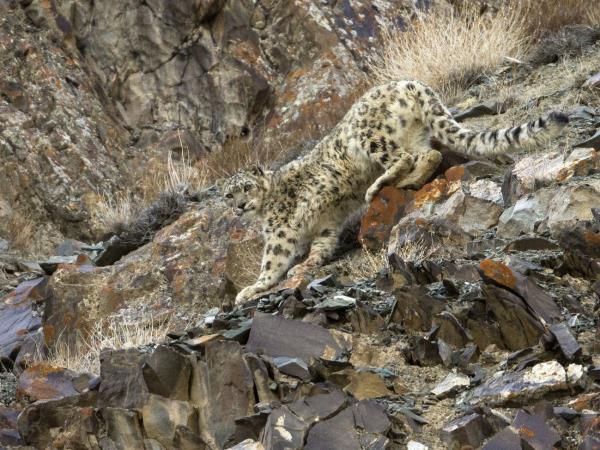 Snow leopard and wildlife vacation in China