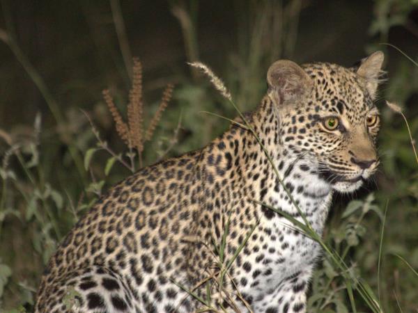 Tanzania wildlife safari with zoologist guide