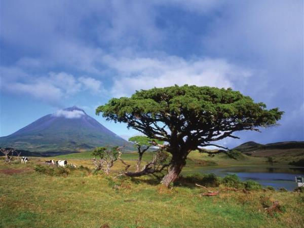 Pico Island fly drive vacation in the Azores