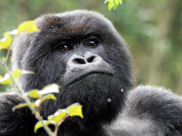 Uganda safari vacation, gorillas, chimps & lions