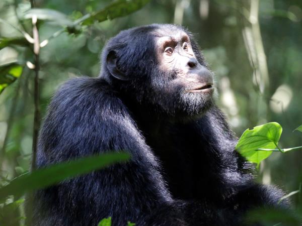 Uganda safari vacation, gorillas, chimps & lions