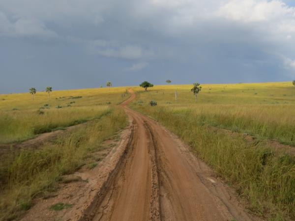Uganda safari vacation, gorillas, chimps & lions