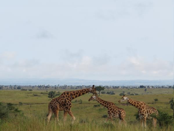 Uganda safari vacation, gorillas, chimps & lions