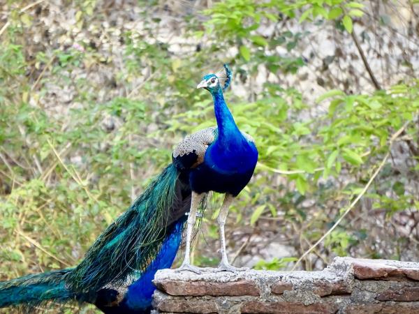 Ranthambore vacation with Golden Triangle, India