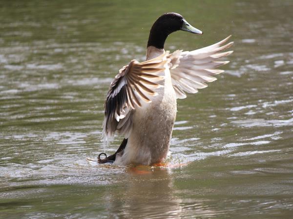 Ranthambore vacation with Golden Triangle, India