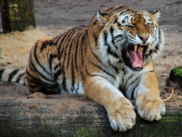 Ranthambore vacation with Golden Triangle, India