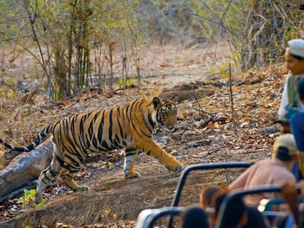 India wildlife and culture vacation