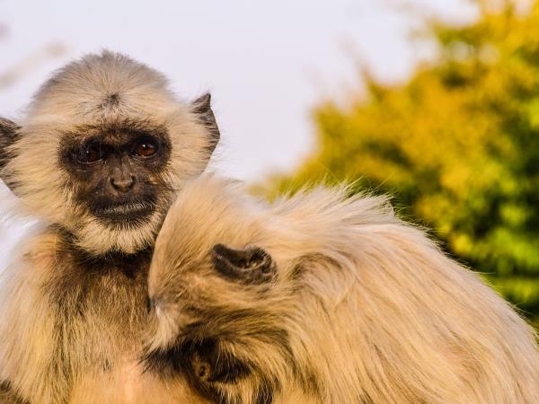 India wildlife and culture vacation