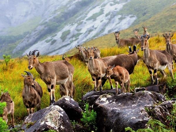 Highlights of Kerala tailor made vacation