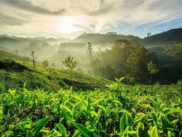 Highlights of Kerala tailor made vacation