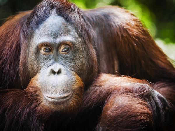 Kalimantan adventure vacation in Borneo
