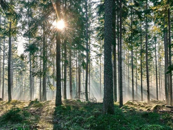 Swedish Lapland summer vacation in Sweden